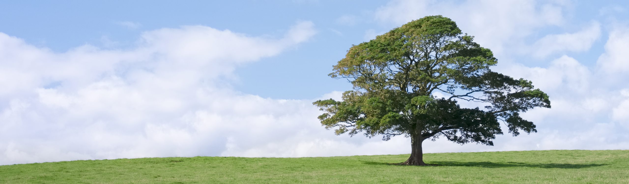 Single lonely tree in green field during summer UK